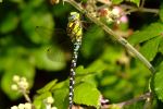 Southern Hawker Dragonfly